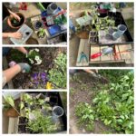 Collage: Bilder einer Pflanzaktion mit Blumen und Gemüse